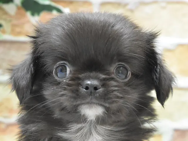 熊本県のハーフ犬・ミックス犬 (ペッツワン熊本宇土店/2025年5月20日生まれ/女の子/ブラック)の子犬